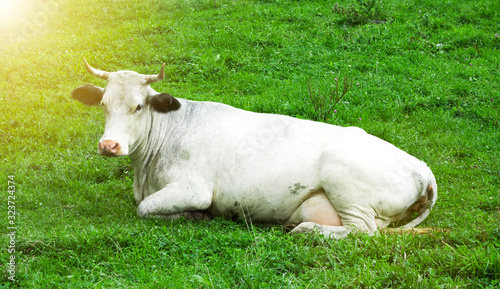 Wallpaper Mural white cow lies on a green field Torontodigital.ca