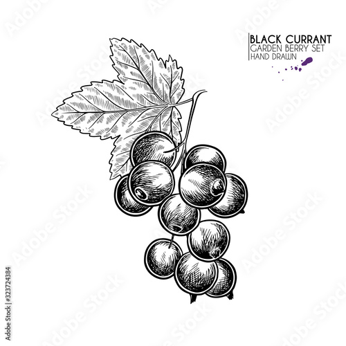 Hand drawn black currant branch, leaf and berry. Engraved vector illustration. Blackberry agriculture plant. Summer harvest, jam or mamalade vegan ingredient. Menu, package, cosmetic and food design.