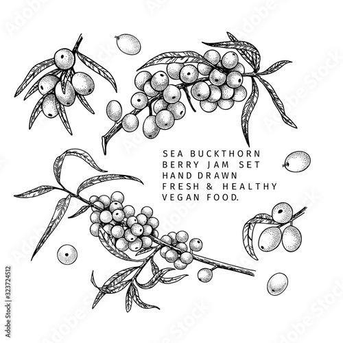 Hand drawn sea buckthorn branch, leaf and berry. Engraved vector illustration. Medicinal agricultural plant. Summer harvest, jam or mamalade vegan ingredient. Menu, package, cosmetic and food design.