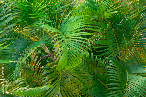 Fototapeta Naklejka Na Ścianę i Meble -  Palm tree branches detail viewed from above