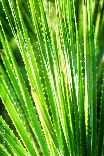 Natural environment background with green southern plant agave or aloe and bright sunny day  soft selective focus. Vertical format image