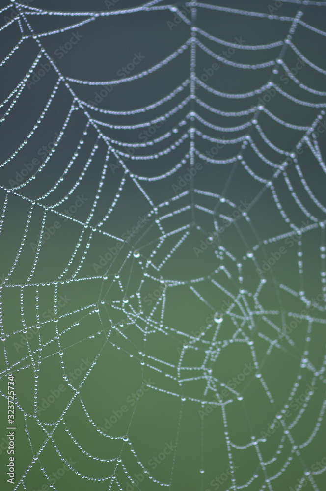 Naklejka premium Spider web droplets