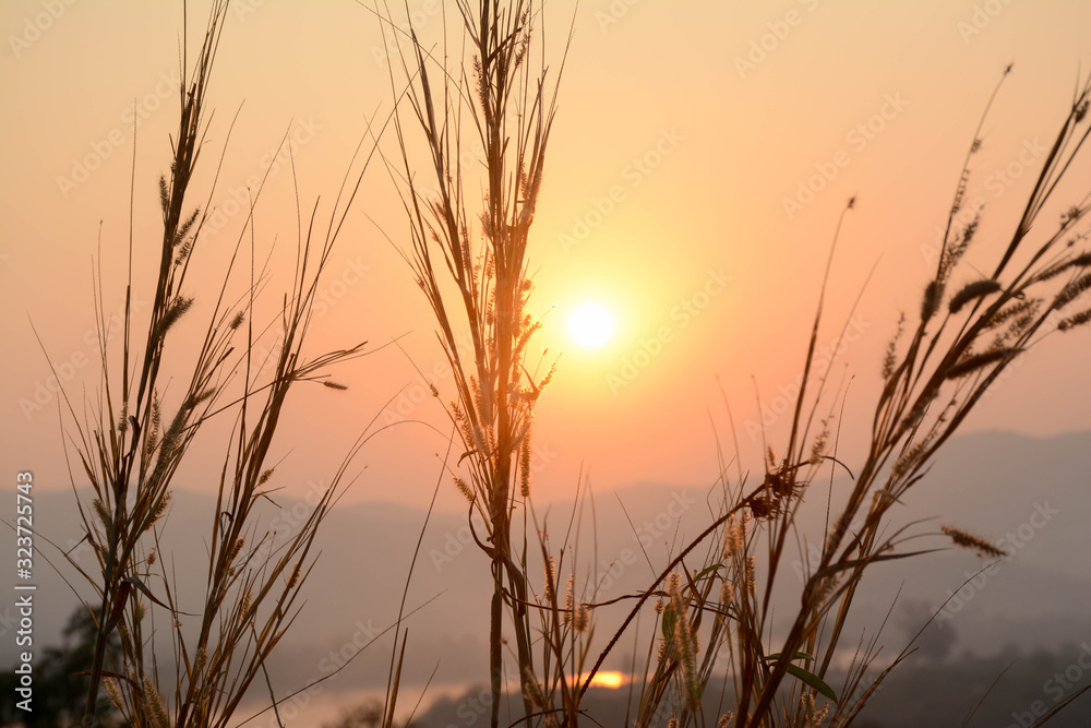 Beautiful nature landscape. Sunset through tree and grass.Beautiful nature landscape of sunset through tree and grass. Beautiful nature landscape. Sunset through tree and grass.Beautiful nature landscape of sunset through tree and grass.