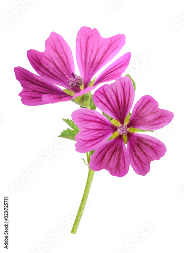 Mallow plant with flowers