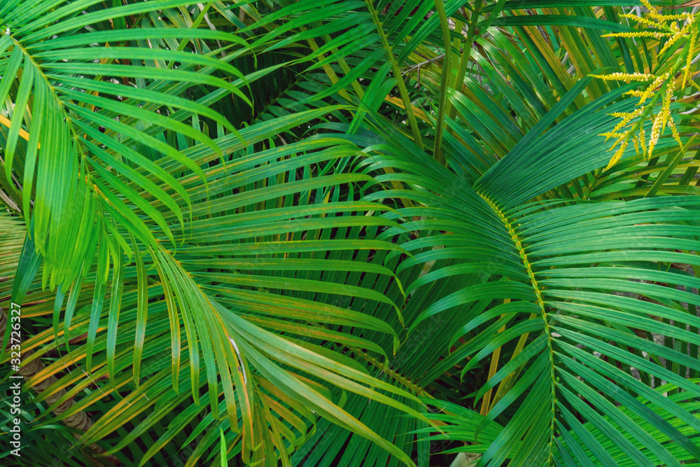 Palm tree branches detail viewed from above Palm tree branches detail viewed from above
