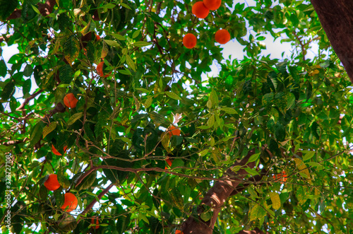 Blooming orange tree in Seville infected with HLB yellow dragon disease (citrus greening). photo