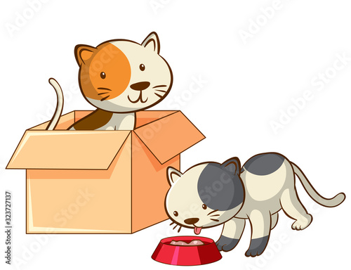 Isolated picture of two cats in the box