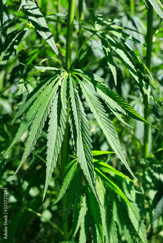 Green fresh foliage of cannabis plant, hemp, marijuana