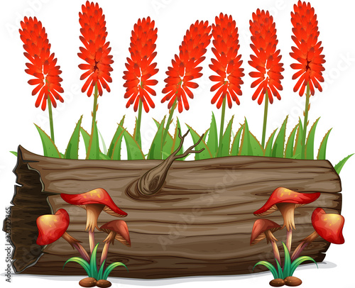 Aloevera flowers and mushrooms on white background