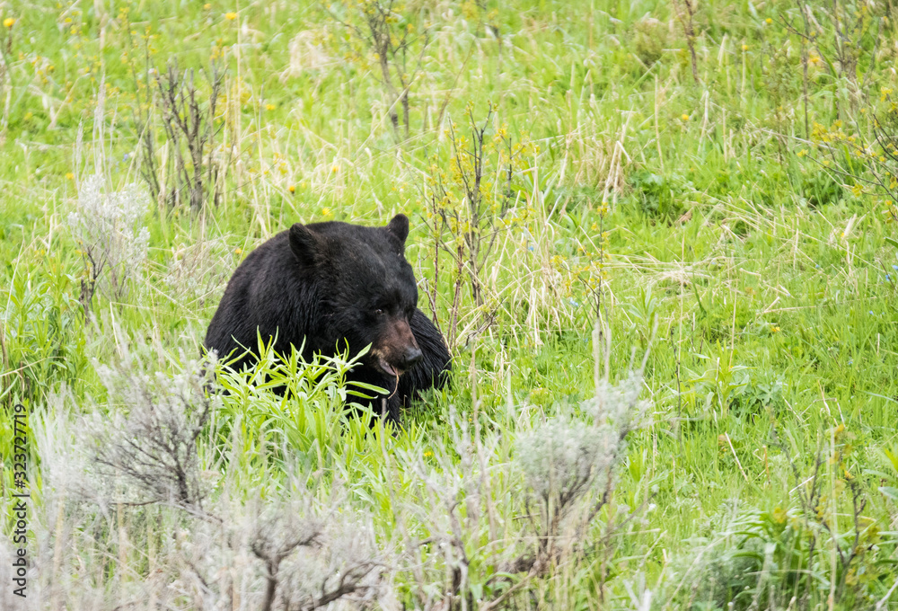 Black bear in Yellowstone National Park