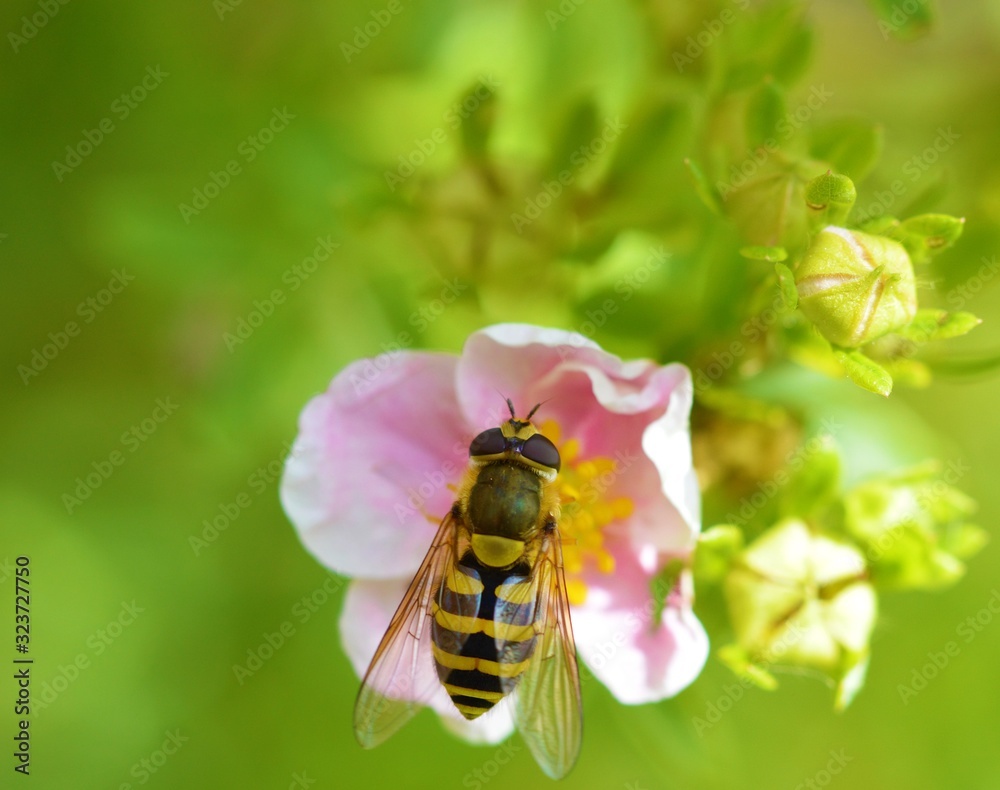 Hoverfly on a flower. Hoverfly on a flower.