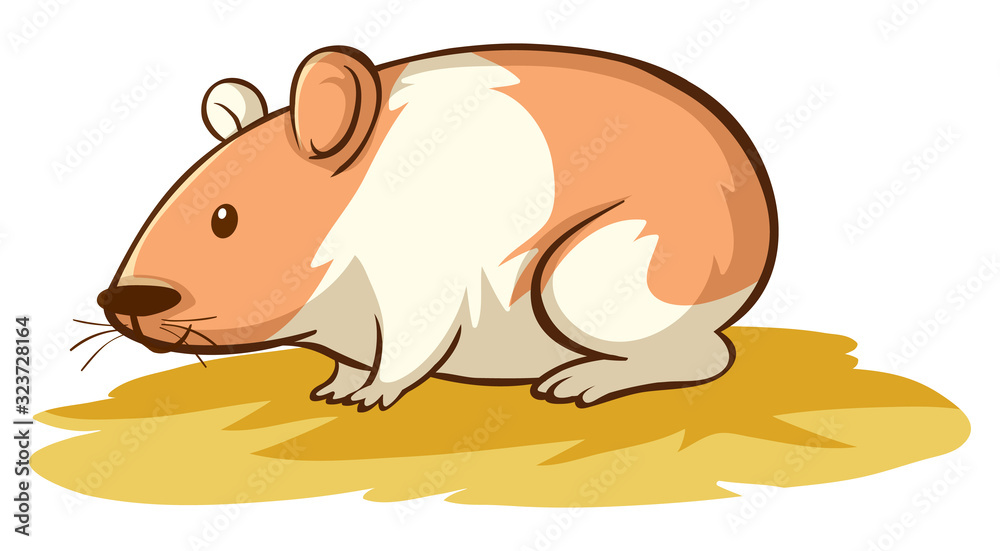 Obraz premium Cute hamster on white background