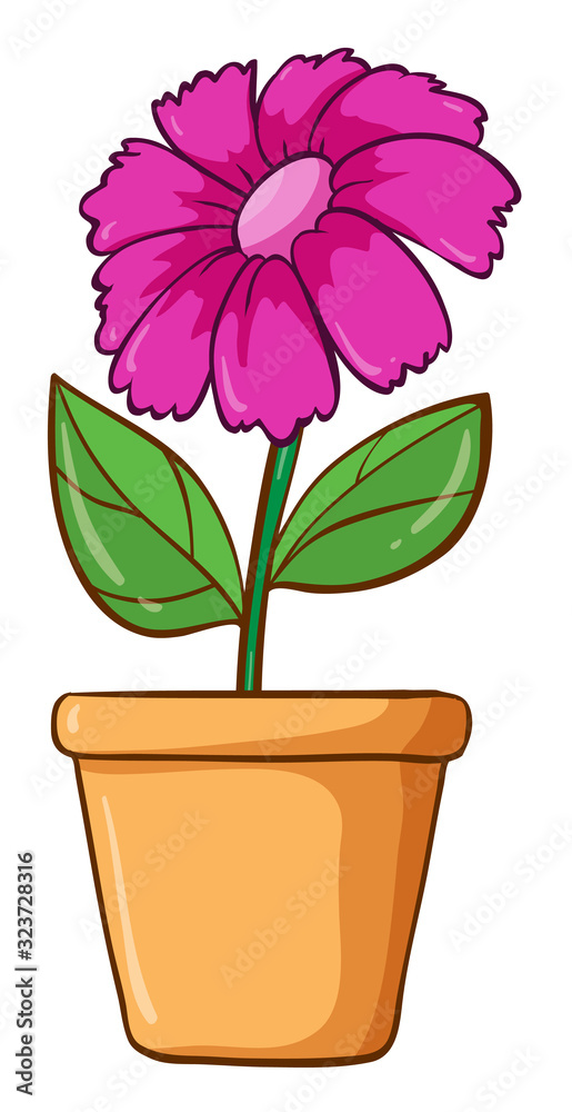 Fototapeta premium Single flower in pink color