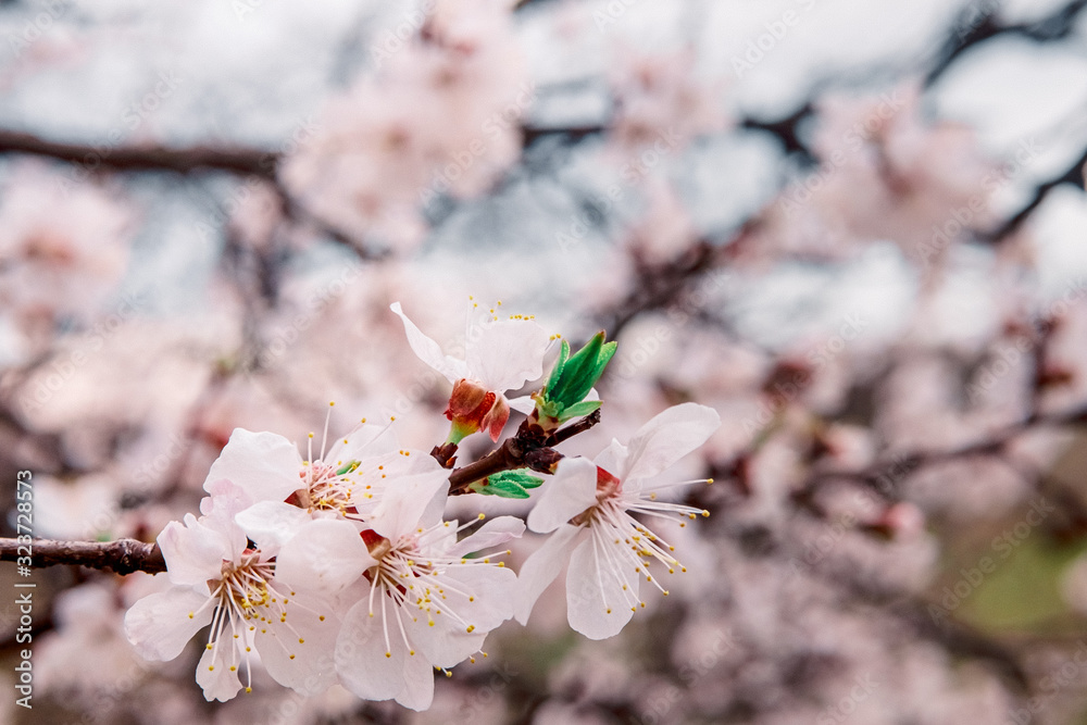 tender blooming in spring, young leaves, warming on a sunny day. beautiful young apricot flower on a green branch in the garden, close-up tender blooming in spring, young leaves, warming on a sunny day. beautiful young apricot flower on a green branch in the garden, close-up