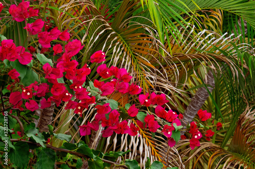 Trinitarian flower in front of a palm bush