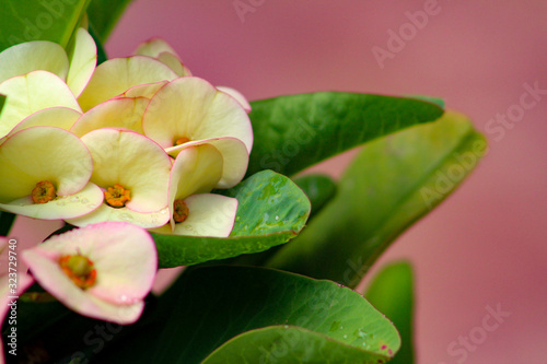 Pretty yellow flowers and vibrant green leaves of the Christ thorn plant against a deep pink background