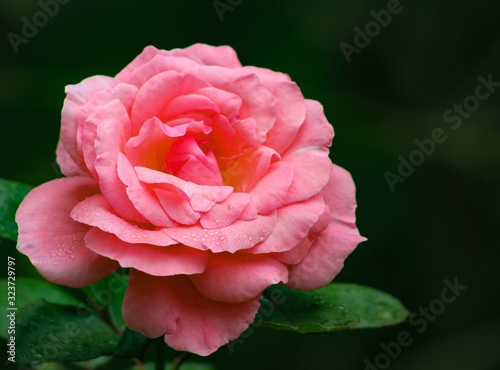 A single, elegant salmon pink rose