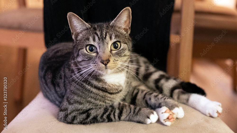 Domestic cat looking straight to the camera and sitting on a chair in a calm, relaxed position; adorable, young short-hair Mackerel tabby feline pet in the home environment chilling on favorite chair