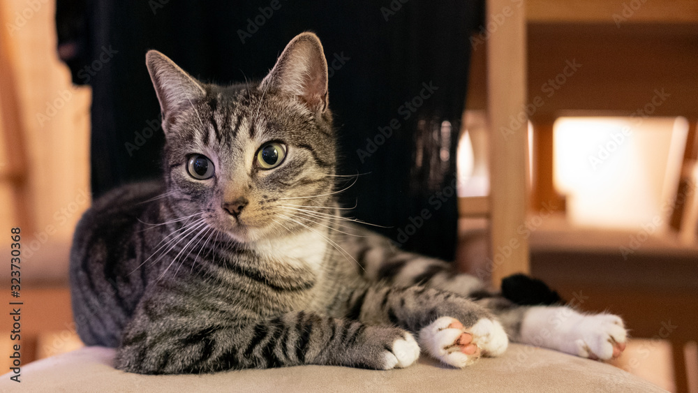 Domestic cat looking to the left and sitting on a chair in a calm, relaxed position; adorable, young short-hair Mackerel tabby feline pet in the home environment chilling on a favorite chair