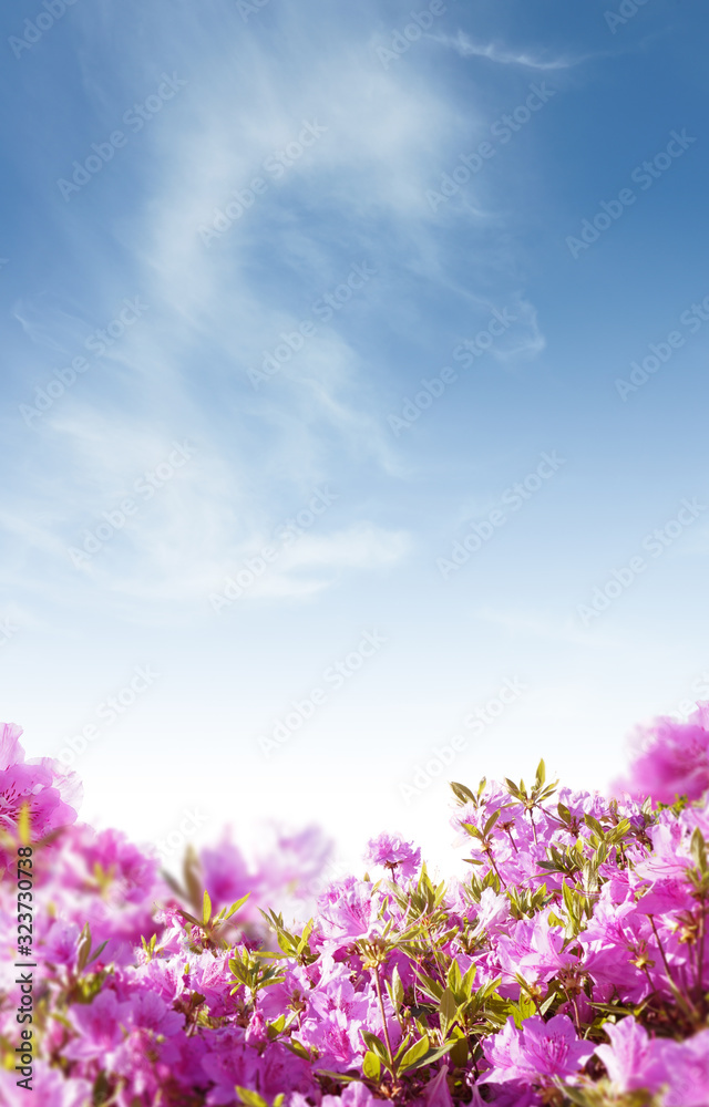 Beautiful spring flowers background, Season theme, hello spring Beautiful spring flowers background, Season theme, hello spring