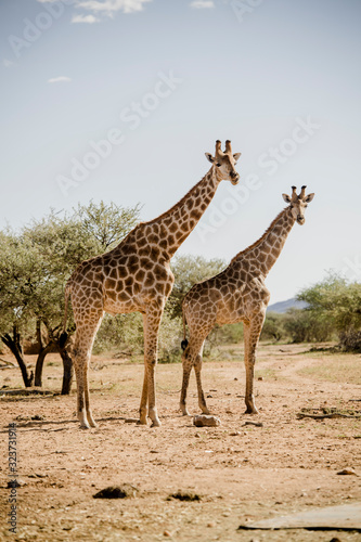 Giraffen, Namibia © Michaela Begsteiger