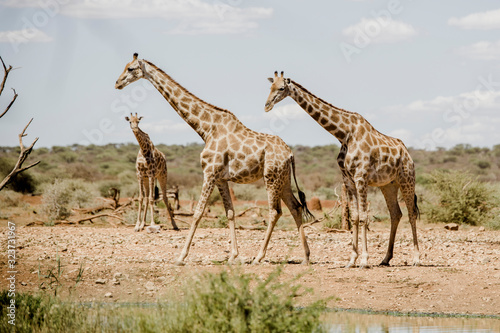 Giraffen  Namibia