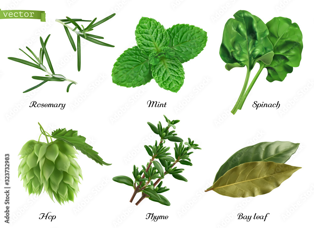 Greens and spices realistic vector set. Rosemary, mint, spinach, hop, thyme, bay leaf. Food illustration - obrazy, fototapety, plakaty 