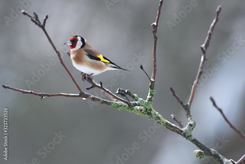 The European goldfinch sits and saves energy in winter sitting on a tree 