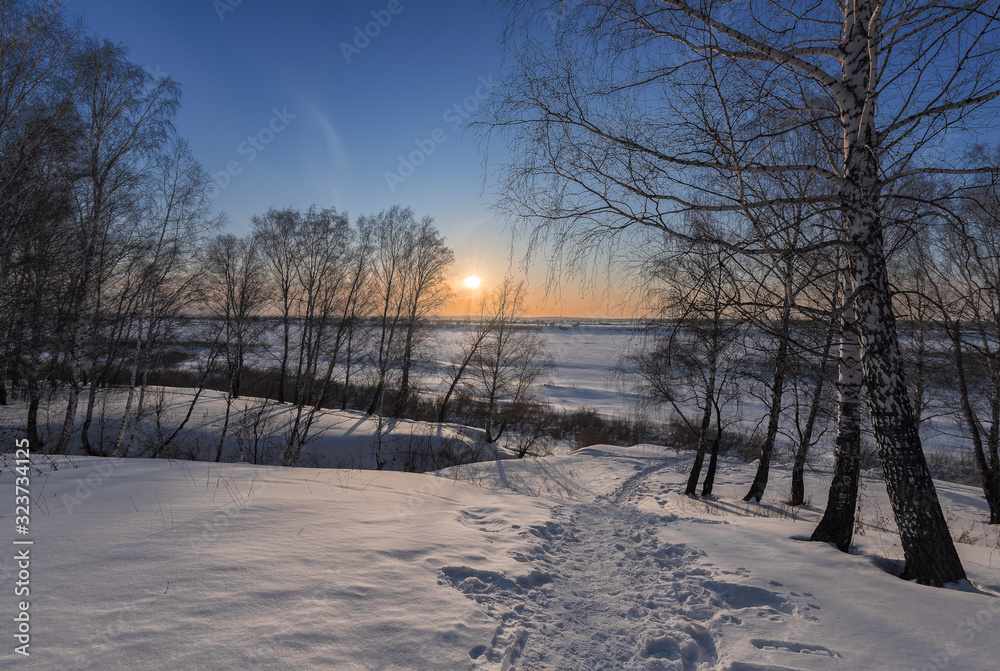 Birch trees and setting sun on the edge of a forest Birch trees and setting sun on the edge of a forest
