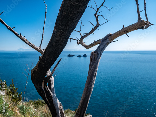 Li Galli islets with dry tree in the foreground. Amalfi Coast, Campania, Italy © Giuma