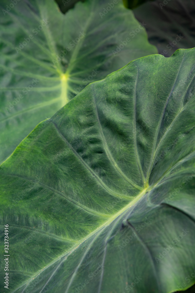 close up of green leaf close up of green leaf