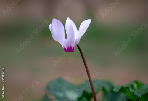 Cyclamen flowers in pink, purple, and white. In early winter bloom, the Jerusalem Forest, sataf reserve. Dark green leaves. Isolated by blurred background. © yosefhay