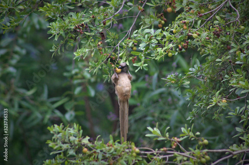 A mousebird dangles from a tree branch as it gorges on berries