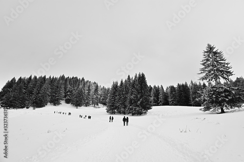 Recreation area on the road between Trei Brazi chalet and Secuilor chalet at over 1000m and 5 km from the Predeal Ski Resort , Prahova Valley, Bucegi mountains, Romania. Black and white image.