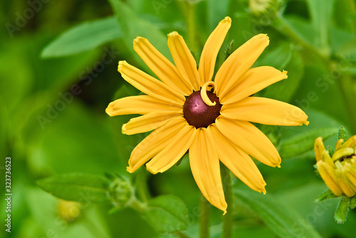 Fine yellow flower of rudbeckia shining (Rudbeckia fulgida).