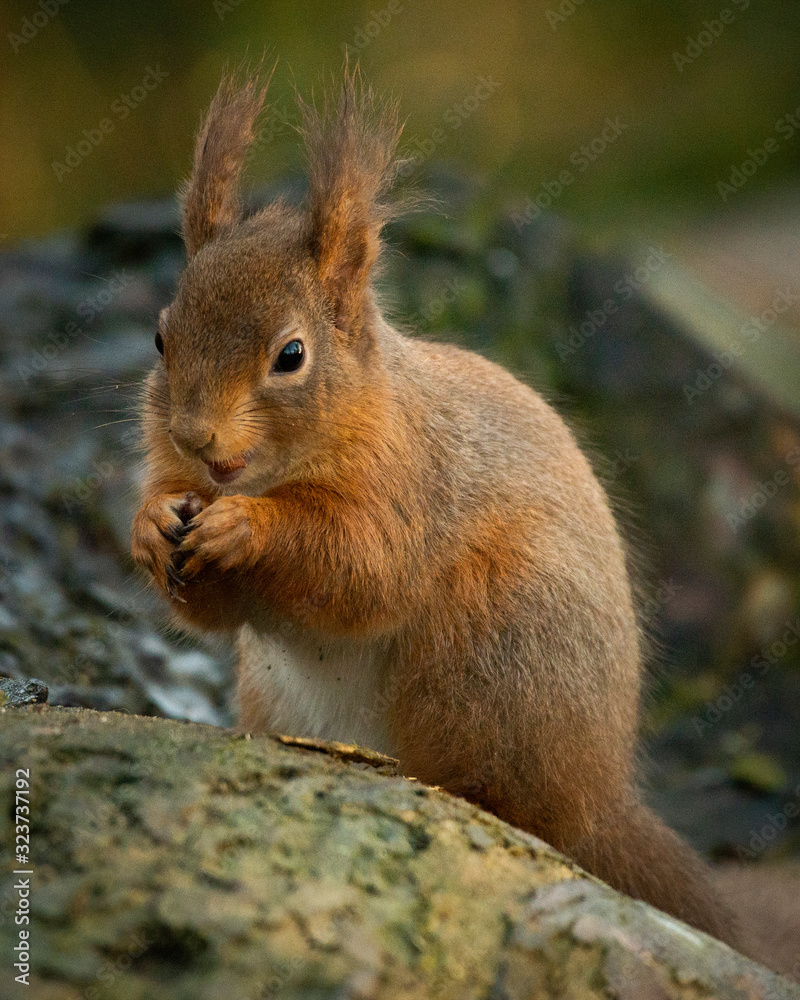 Fototapeta premium Red Squirrel in Scotland