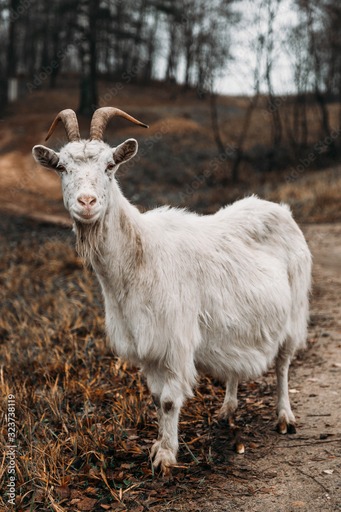 Close-up portrait of white adult goat grassing meadow field at village countryside Close-up portrait of white adult goat grassing meadow field at village countryside
