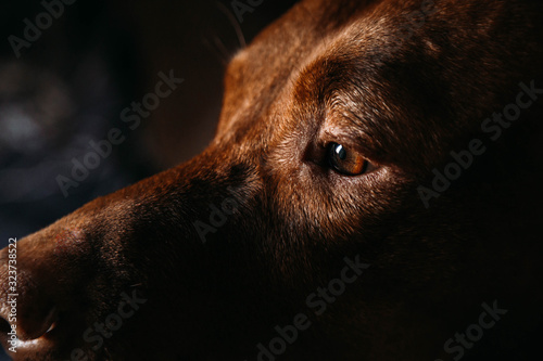 Hungarian vizsla dog eye close up