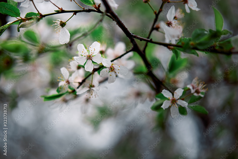 tender blooming in spring, young leaves, warming on a sunny day. beautiful young apricot flower on a green branch in the garden, close-up.. tender blooming in spring, young leaves, warming on a sunny day. beautiful young apricot flower on a green branch in the garden, close-up..