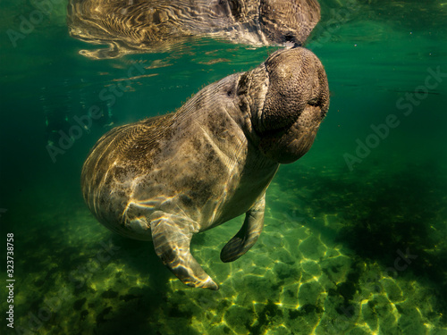 Manatee or dugong or sea cow swim throw crystal clear water
