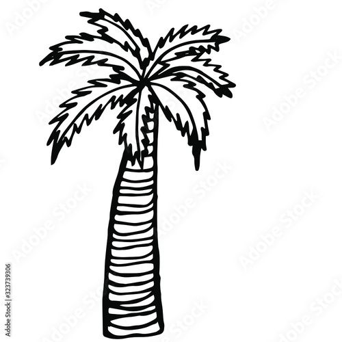  Vector illustration. Close-up of palm tree on an isolated white background.Design for coloring  cover  print of clothes.