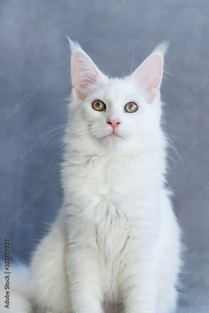 Portrait of a beautiful white fluffy maine coon kitty cat with yellow eyes