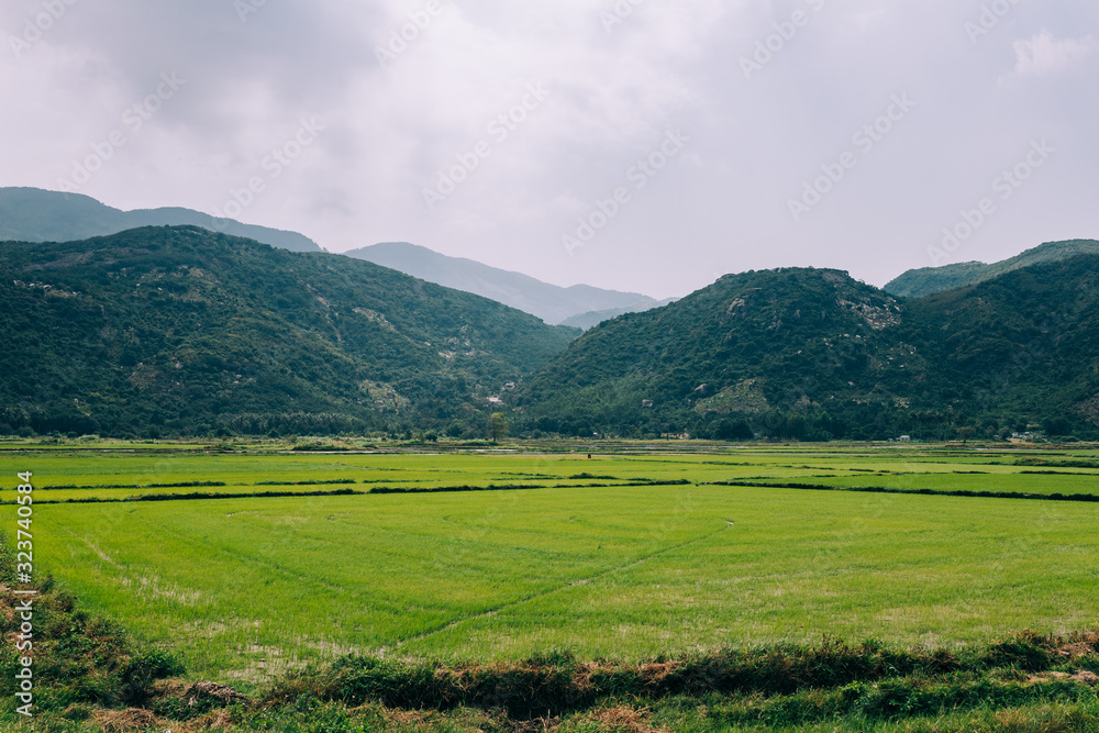 View of a green rice field, young rice. Agricultural land of Asia.