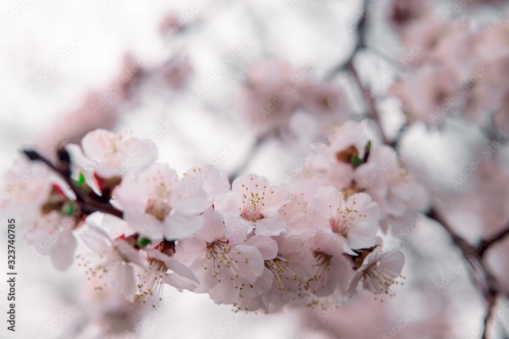 tender blooming in spring, warming, sunny day. beautiful young apricot flower on a branch in the garden, close-up tender blooming in spring, warming, sunny day. beautiful young apricot flower on a branch in the garden, close-up