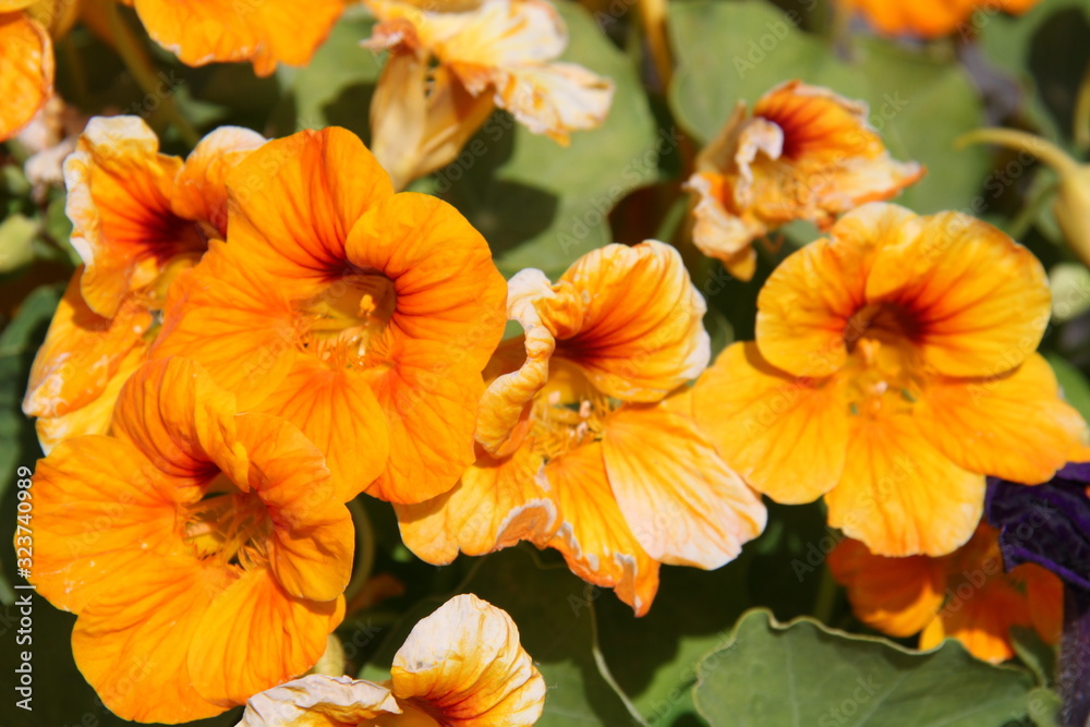orange flowers in the garden orange flowers in the garden