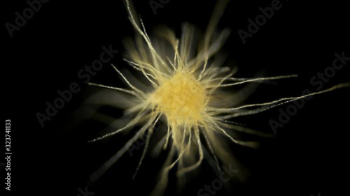 Trichodesmium cyanobacteria under the microscope, Microcoleaceae family, is Diazotrophs, commonly called marine sawdust.