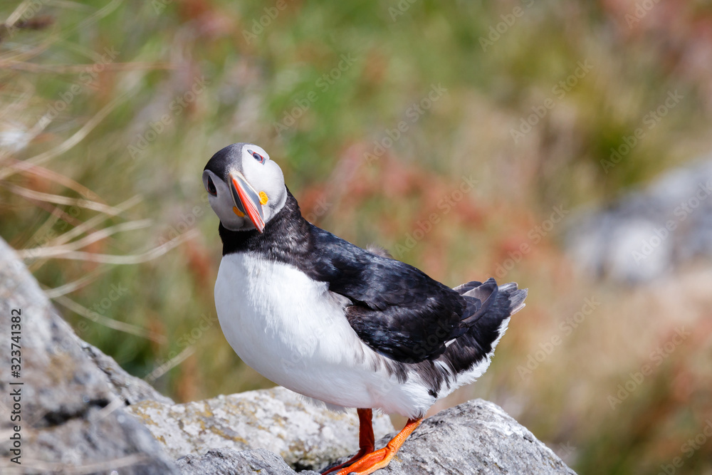 Puffin bird looking towards me. Puffin bird looking towards me.