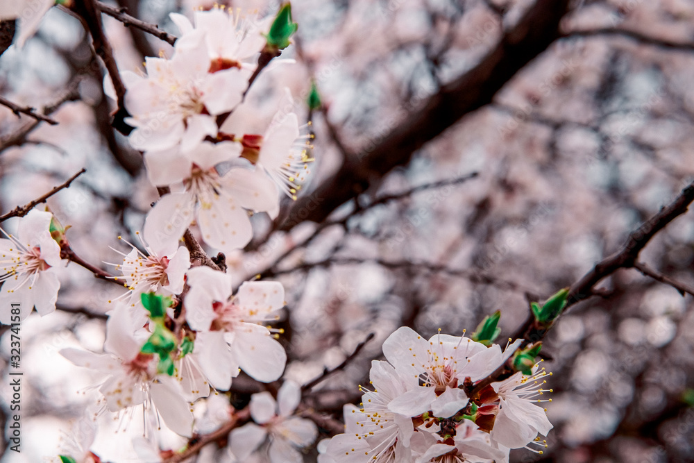 tender blooming in spring, young leaves, warming on a sunny day. beautiful young apricot flower on a green branch in the garden, close-up... tender blooming in spring, young leaves, warming on a sunny day. beautiful young apricot flower on a green branch in the garden, close-up...