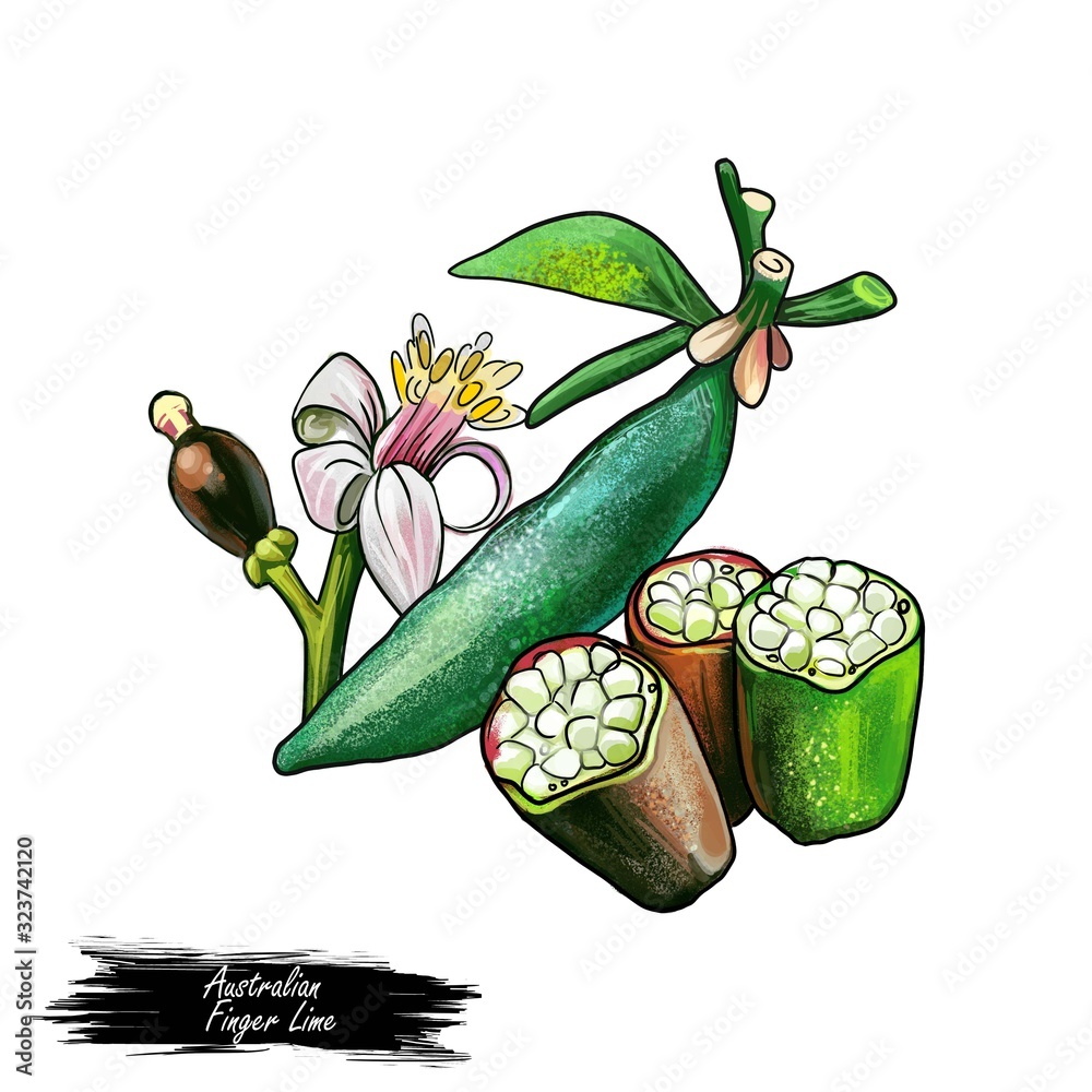 Australian Finger Lime Citrus australasica isolated digital art ...
