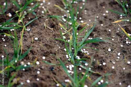 Fertilizing wheat, soil, with nitrogen, phosphorus, potassium fertilizer or fertiliser. Micronutrients and macronutrients